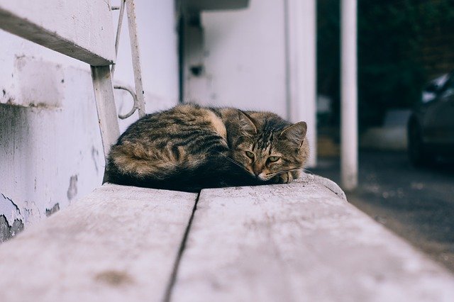 kočka na lavičce